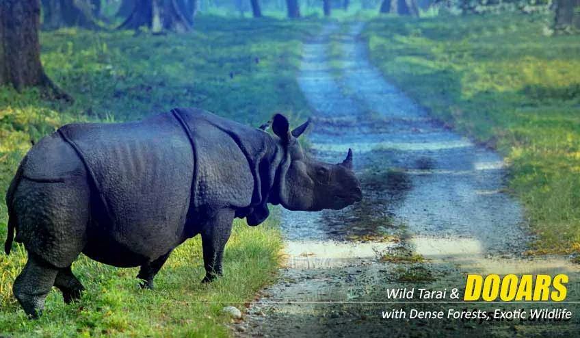 Dooars Tour Package from Kolkata – Explore the Untamed Beauty of North Bengal