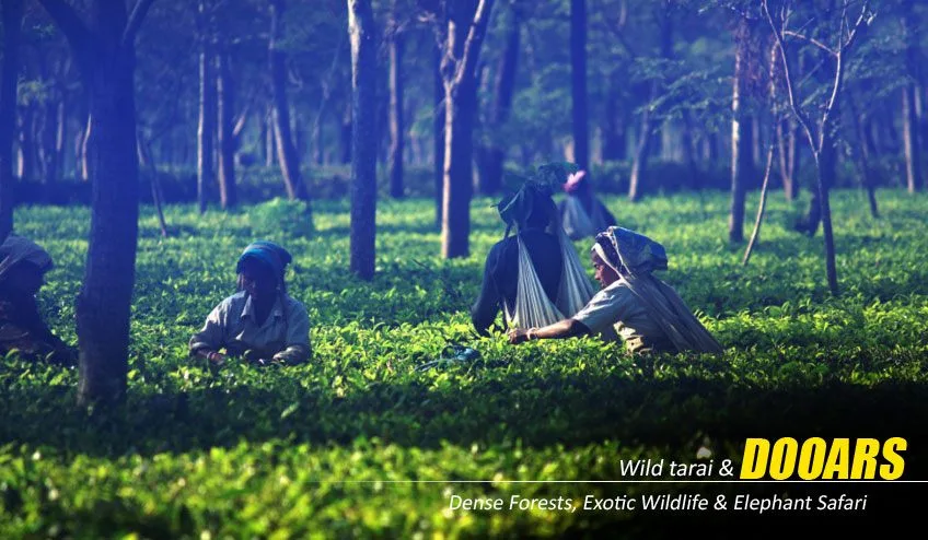 Dooars Tour Package from Kolkata – Explore the Untamed Beauty of North Bengal